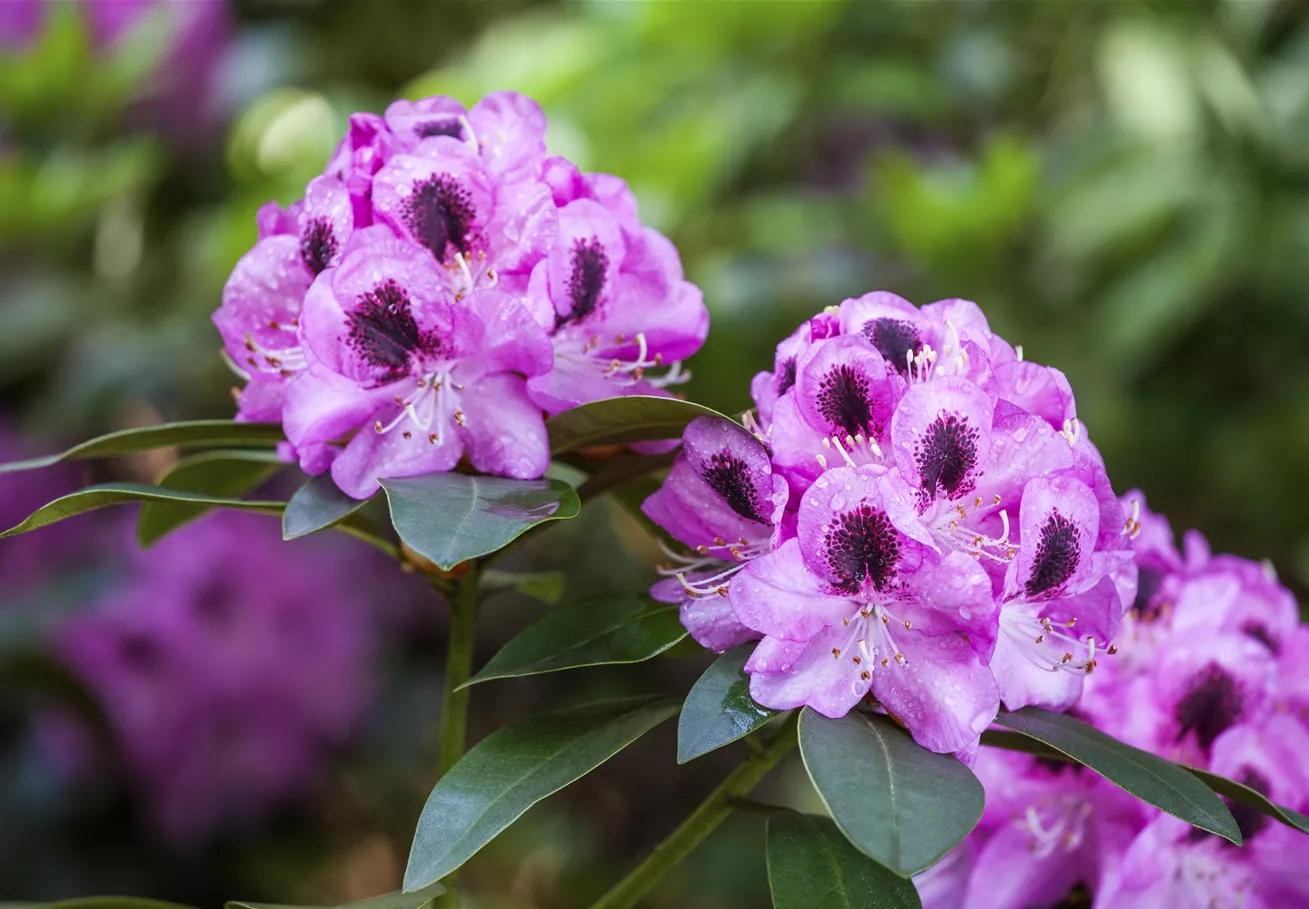 Rhododendron 'Marchioness of Lansdowne'