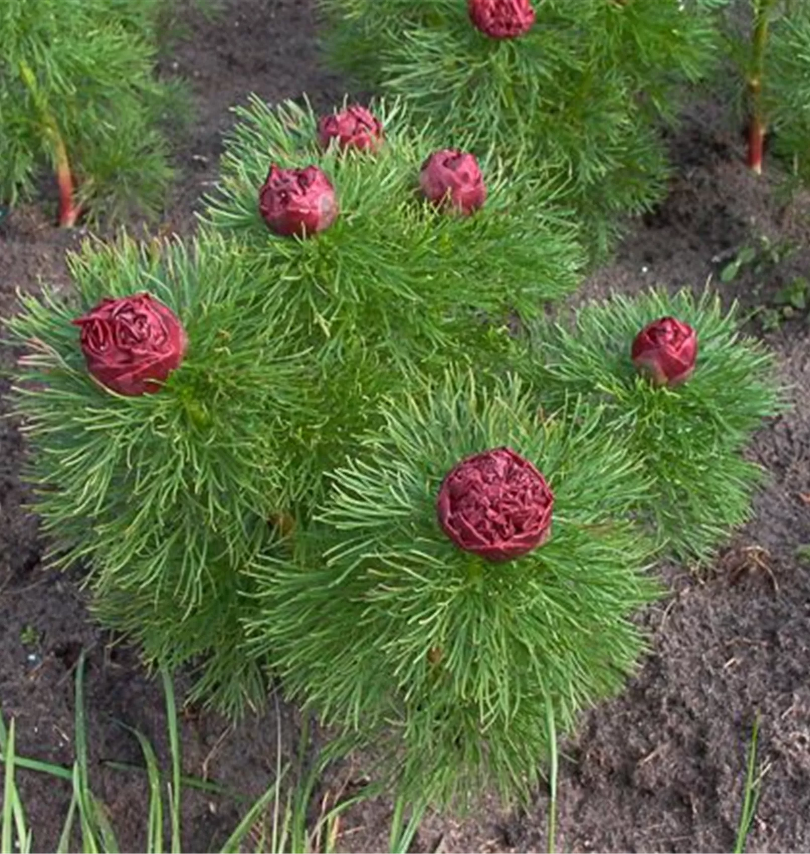 Garten-Netzblatt-Pfingstrose Plena günstig online kaufen | Florado.de