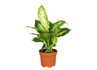 Dieffenbachia compacta