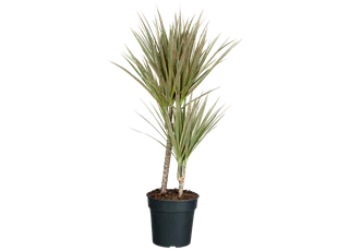 Dracaena bicolor