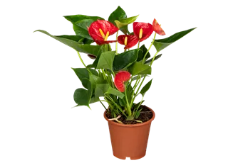 Anthurium x andreanum, rot