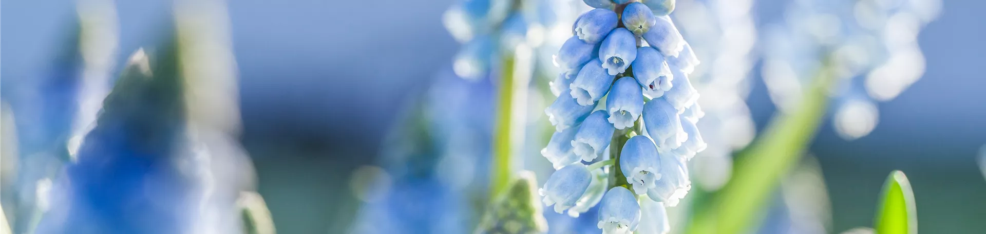 Muscari armeniacum