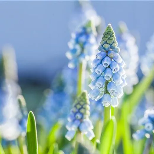 Die beliebtesten frühblühenden Blumenzwiebeln