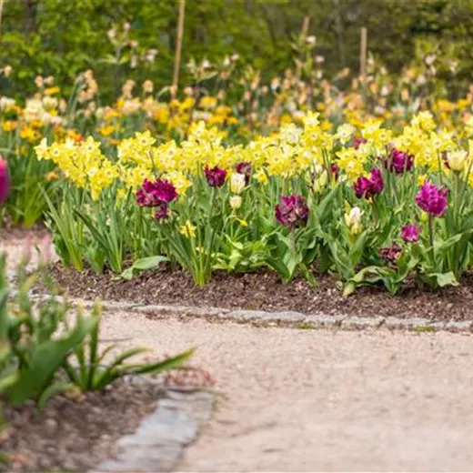 Farbenfrohe Blumenzwiebel Sets