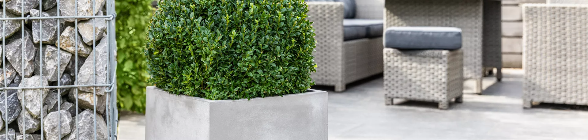 Buxus in Betonoptik Pflanzkübel