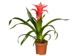 Guzmania, pink