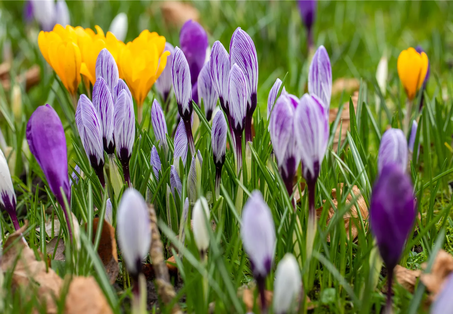 Crocus vernus, gestreift