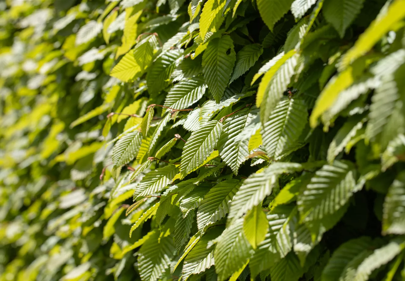 Carpinus betulus