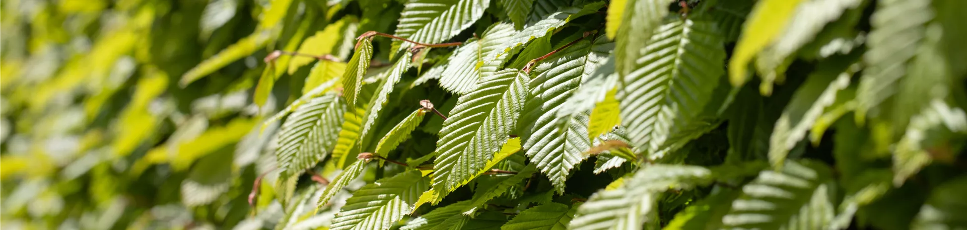 Carpinus betulus