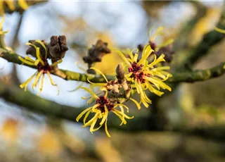 Hamamelis x intermedia 'Westerstede'