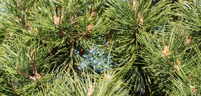 Pinus mugo 'Columnaris'