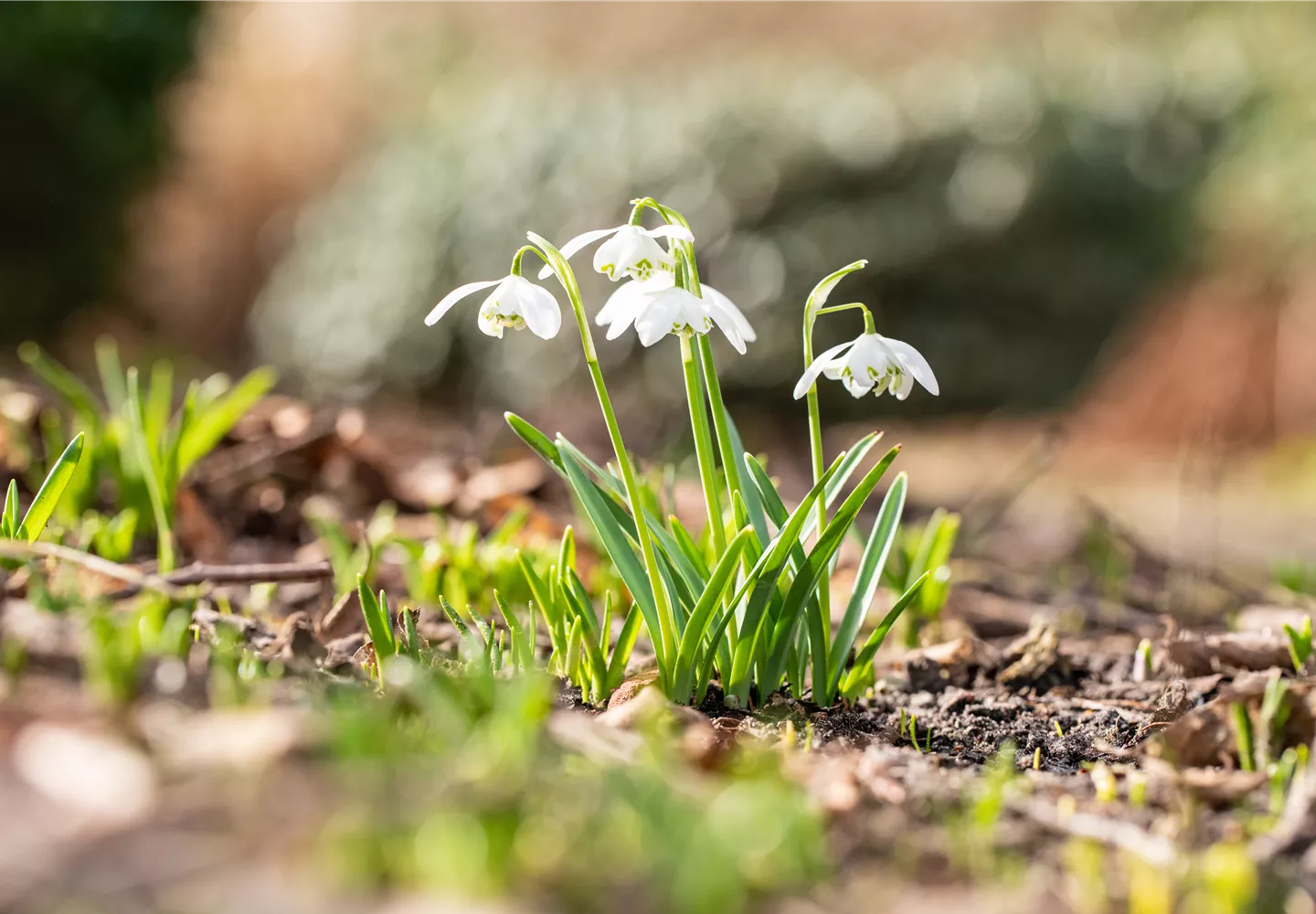 Galanthus nivalis 'Flore Pleno'