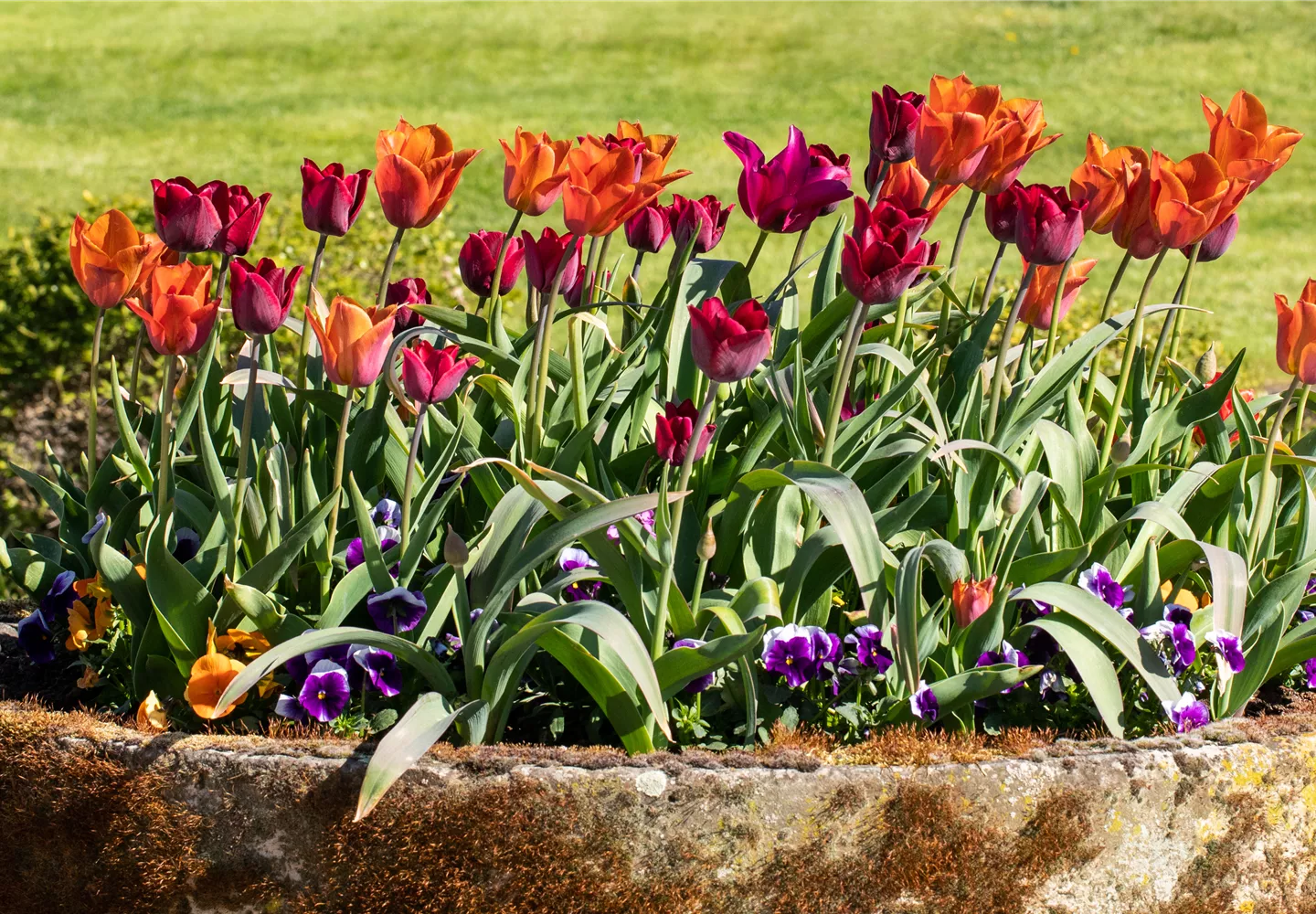 Tulpen im Pflanzenkübel