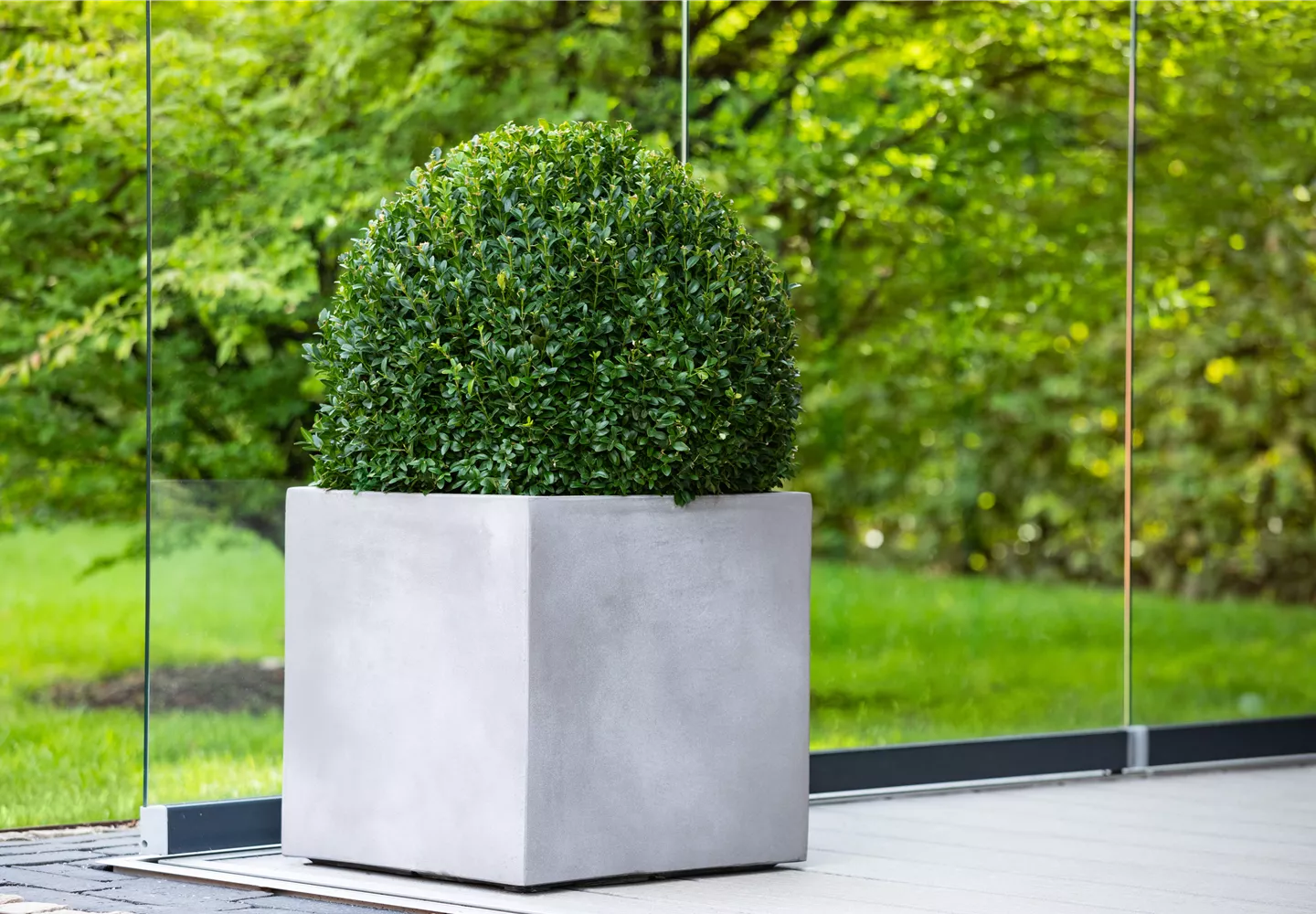 Buxus im Pflanzkübel