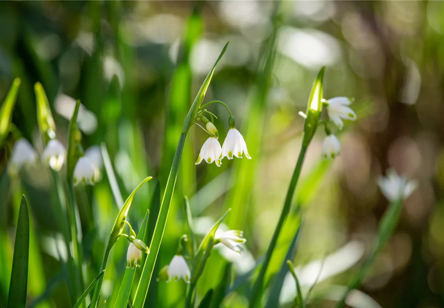 Leucojum aestivum