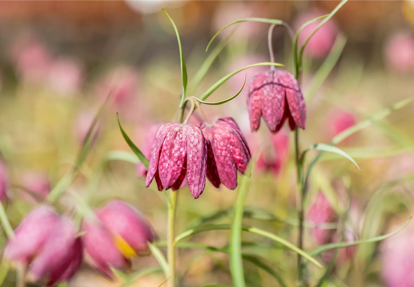 Fritillaria meleagris