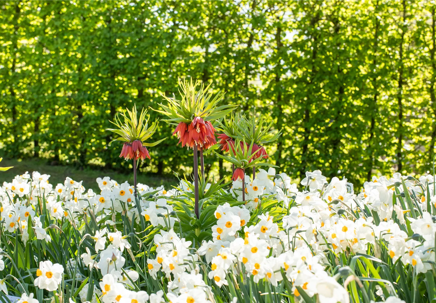 Fritillaria imperialis