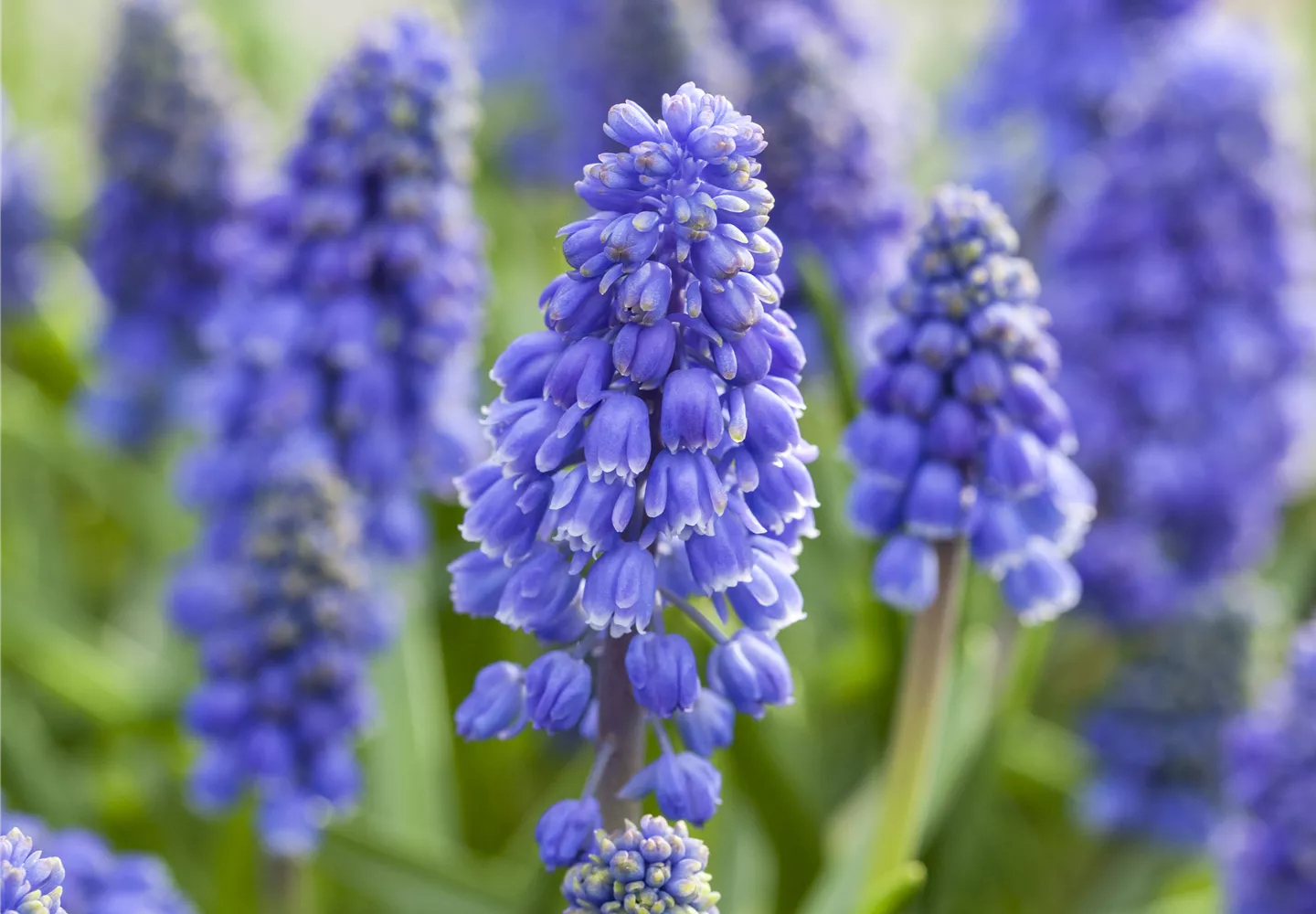 Muscari 'Artist'