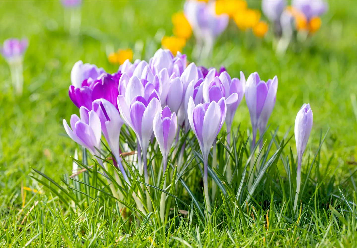 Crocus vernus