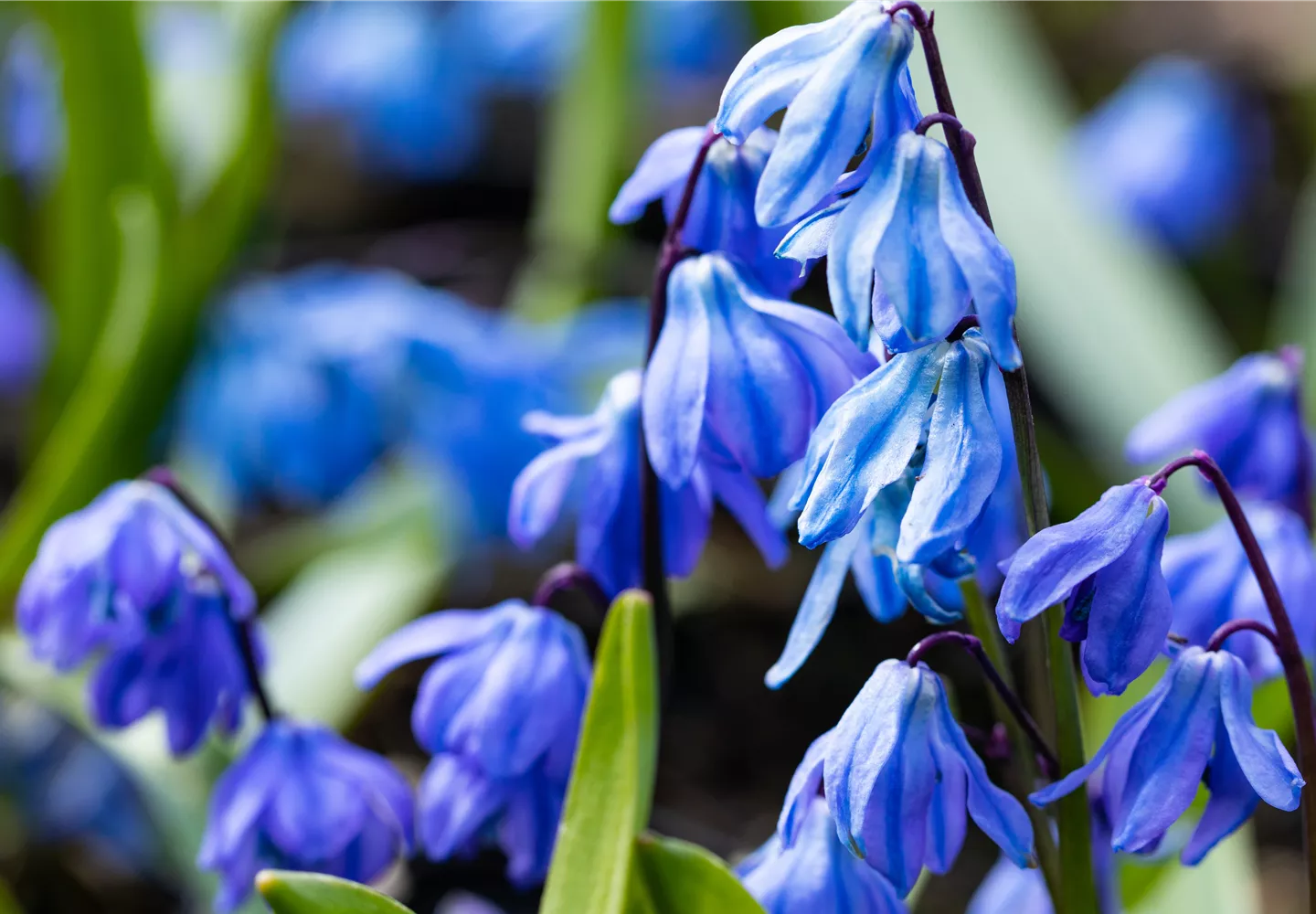 Scilla siberica 'Spring Beauty'