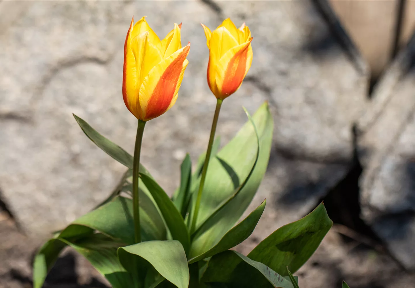 Tulipa greigii