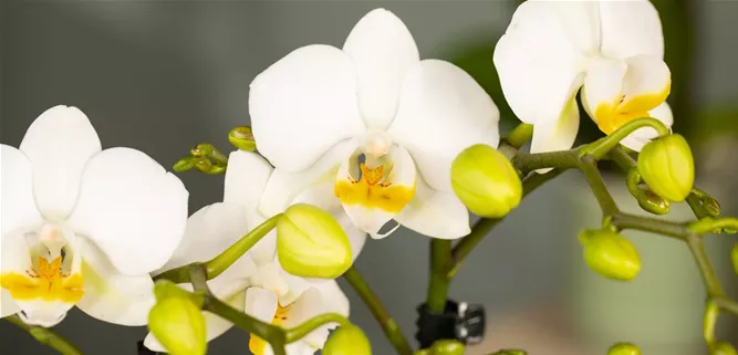 Orchidee