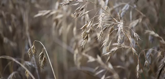 Bromus secalinus