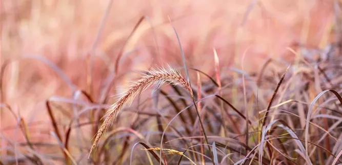 Pennisetum setaceum 'Rubrum'