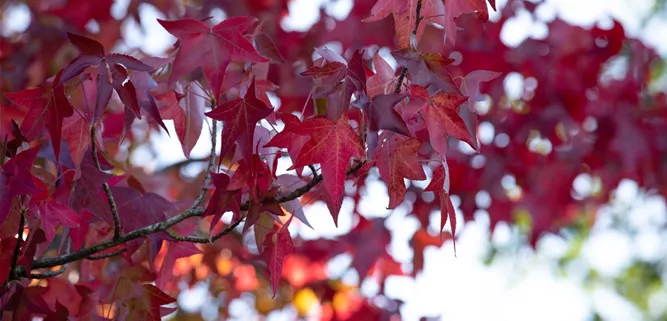 Liquidambar styraciflua