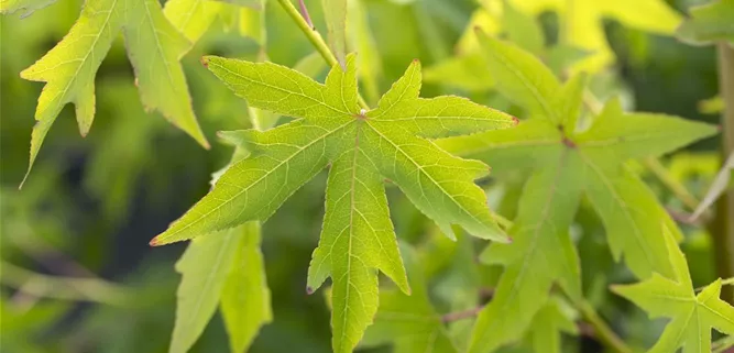 Liquidambar styraciflua 'Worplesdon'