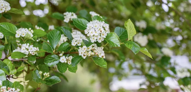 Crataegus lavallei 'Carrierei'