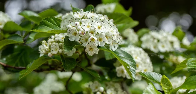 Crataegus lavallei 'Carrierei'