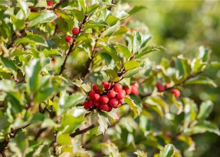 Weihnachts-Deko einfach aus dem Garten