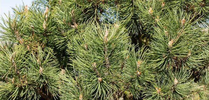 Pinus mugo 'Columnaris'