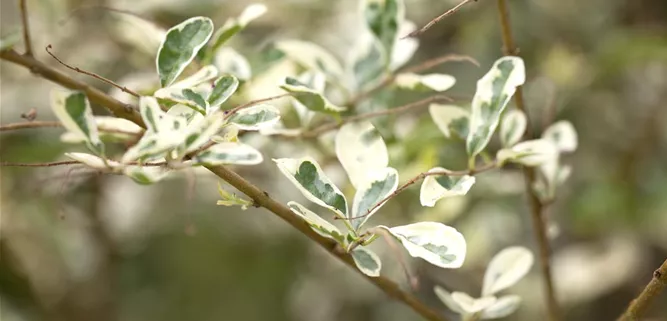 Ligustrum ibota 'Musli'®