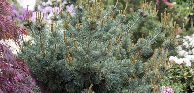 Pinus parviflora 'Negishi'