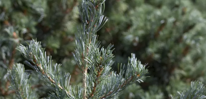 Pinus parviflora 'Negishi'