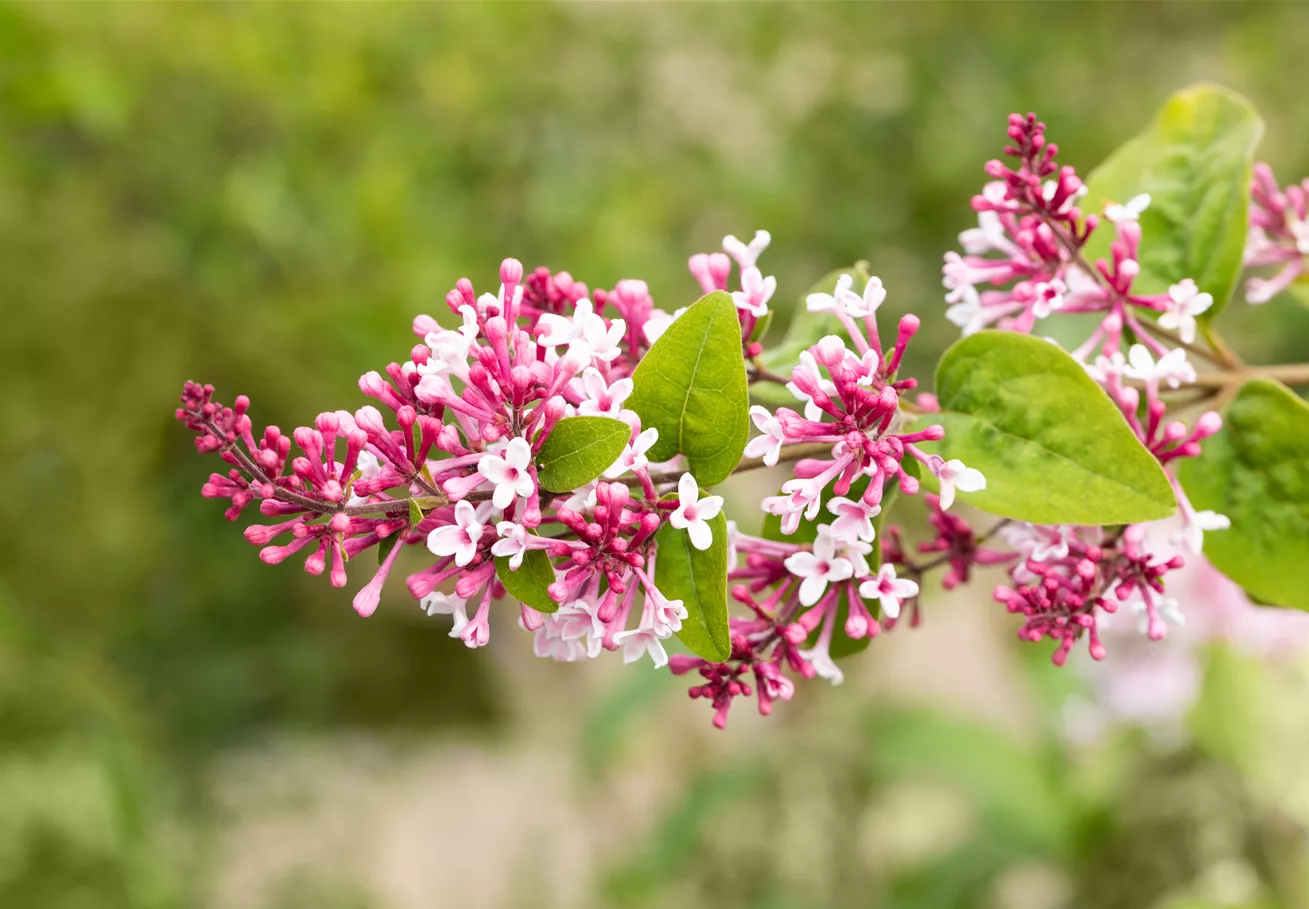 Syringa microphylla 'Superba'