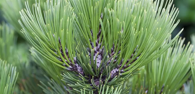 Pinus heldreichii 'Malinki'