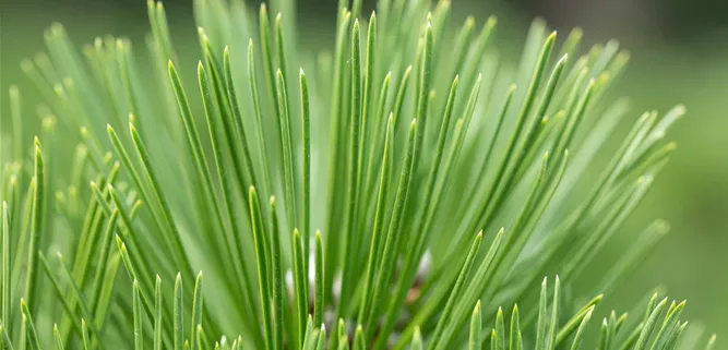 Pinus heldreichii 'Malinki'