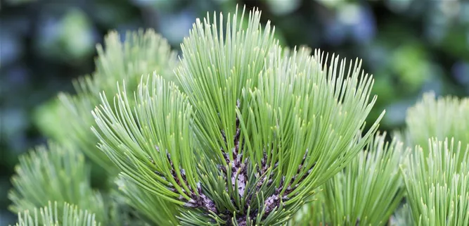 Pinus heldreichii 'Compact Gem'