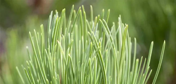 Pinus heldreichii 'Compact Gem'