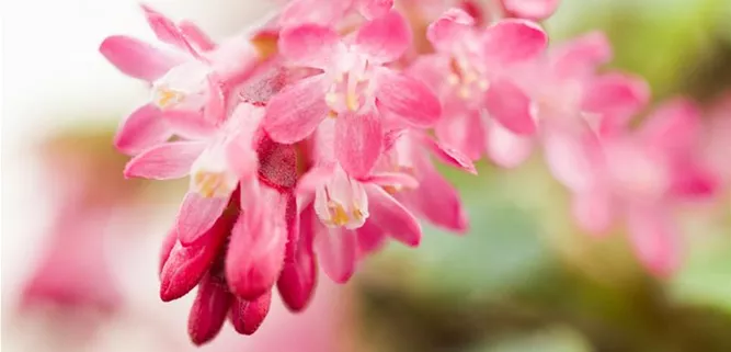 Ribes sanguineum 'King Edward VII'