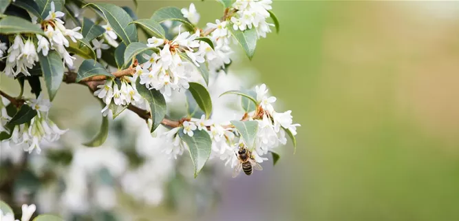 Osmanthus burkwoodii