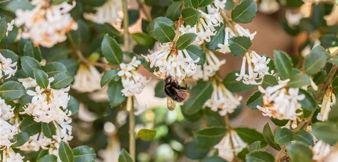 Hummel an Blüte