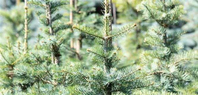 Abies concolor