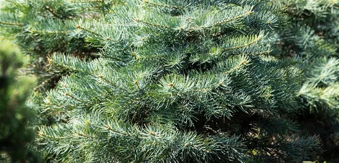 Abies concolor