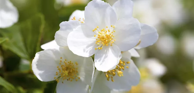 Philadelphus coronarius