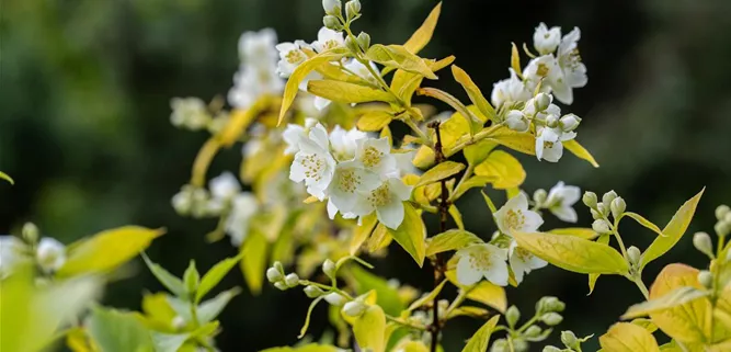 Philadelphus coronarius 'Aureus'