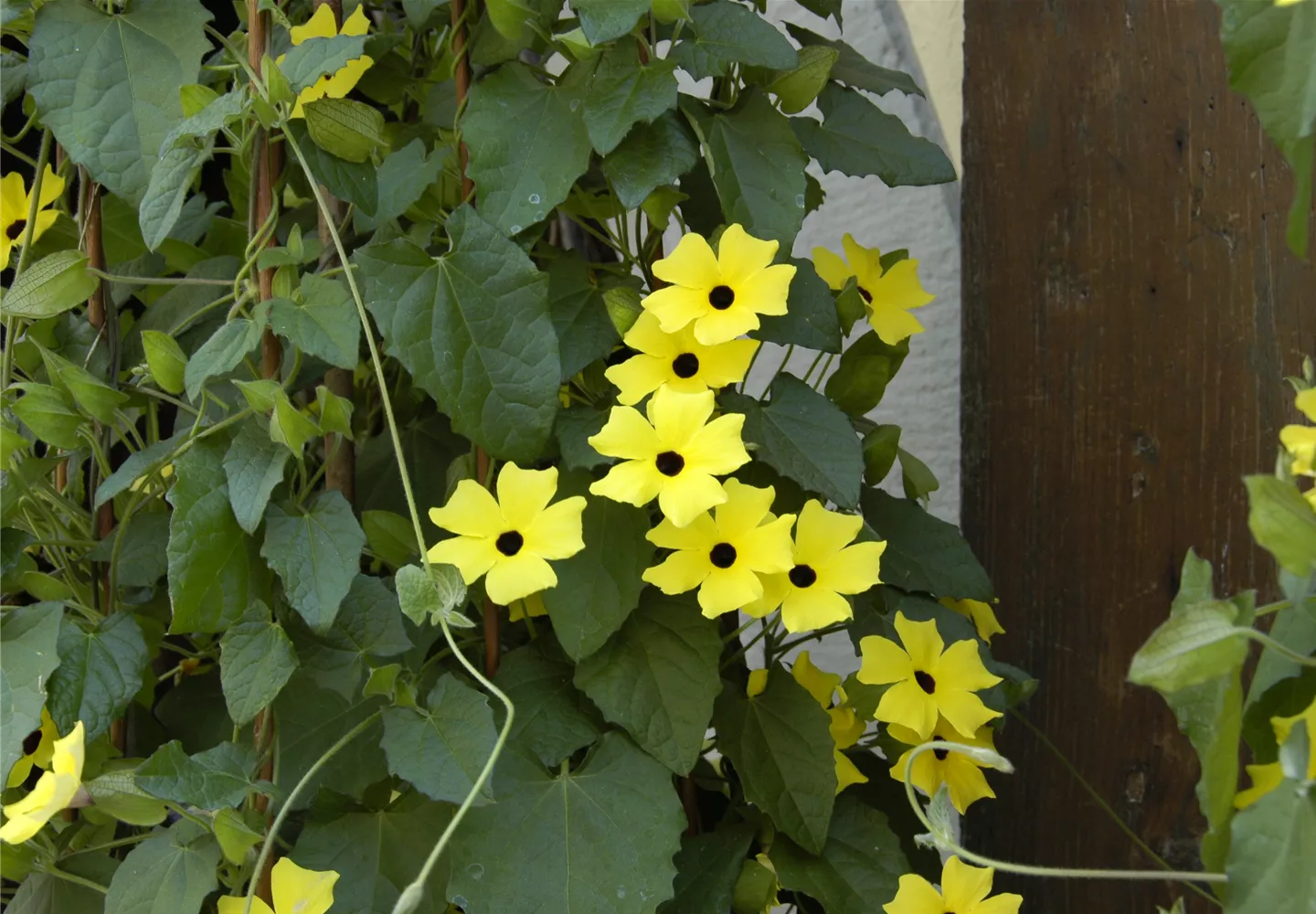 Thunbergia alata